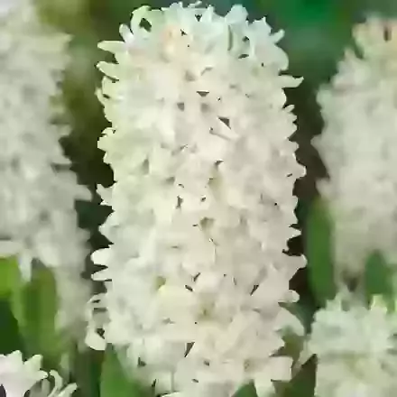 White Pearl